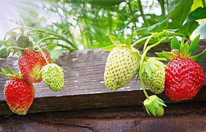 双厨狂喜？碍事梨发文庆祝P4R发布